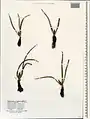 Colchicum trigynum • گل حسرت قفقازی