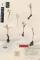 Colchicum trigynum • گل حسرت قفقازی
