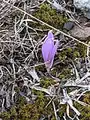 Colchicum trigynum • گل حسرت قفقازی