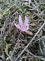 Colchicum trigynum • گل حسرت قفقازی