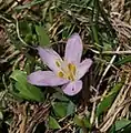 Colchicum trigynum • گل حسرت قفقازی