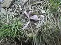 Colchicum trigynum • گل حسرت قفقازی