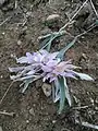 Colchicum trigynum • گل حسرت قفقازی