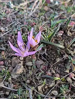 Colchicum trigynum • گل حسرت قفقازی