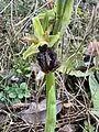 Ophrys turcomanica • ابرویی ترکمنی