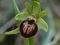 Ophrys turcomanica • ابرویی ترکمنی