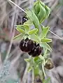Ophrys turcomanica • ابرویی ترکمنی