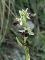 Ophrys turcomanica • ابرویی ترکمنی