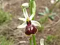 Ophrys turcomanica • ابرویی ترکمنی