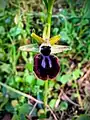 Ophrys turcomanica • ابرویی ترکمنی