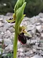 Ophrys turcomanica • ابرویی ترکمنی