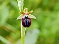 Ophrys turcomanica • ابرویی ترکمنی