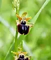 Ophrys turcomanica • ابرویی ترکمنی