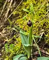 Ophrys turcomanica • ابرویی ترکمنی