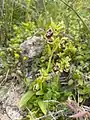 Ophrys carmeli • ابرویی زاگرسی