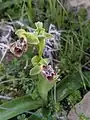 Ophrys carmeli • ابرویی زاگرسی