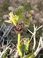 Ophrys carmeli • ابرویی زاگرسی
