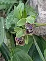 Ophrys carmeli • ابرویی زاگرسی