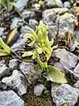 Ophrys carmeli • ابرویی زاگرسی