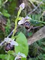 Ophrys carmeli • ابرویی زاگرسی