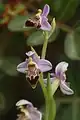 Ophrys carmeli • ابرویی زاگرسی