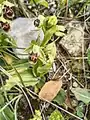 Ophrys carmeli • ابرویی زاگرسی
