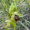 Ophrys carmeli • ابرویی زاگرسی