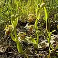 Ophrys carmeli • ابرویی زاگرسی