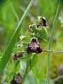 Ophrys carmeli • ابرویی زاگرسی