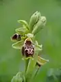 Ophrys carmeli • ابرویی زاگرسی