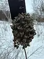 Allium rotundum • پیاز سرگرد