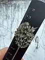 Allium rotundum • پیاز سرگرد