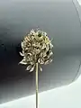 Allium rotundum • پیاز سرگرد