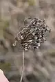 Allium rotundum • پیاز سرگرد