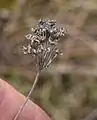 Allium rotundum • پیاز سرگرد