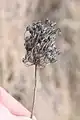 Allium rotundum • پیاز سرگرد