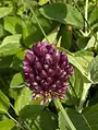 Allium rotundum • پیاز سرگرد