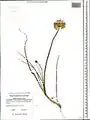 Allium syntamanthum • پیاز ایروانی