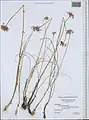 Allium syntamanthum • پیاز ایروانی
