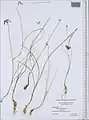 Allium syntamanthum • پیاز ایروانی