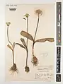 Allium colchicifolium • پیاز گل‌حسرتی