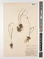 Allium capitellatum • پیاز سرسان