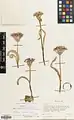 Allium shelkovnikovii • پیاز تبریزی