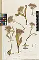Allium shelkovnikovii • پیاز تبریزی