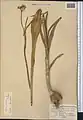 Allium oschaninii • پیاز مشهدی