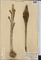 Allium oschaninii • پیاز مشهدی