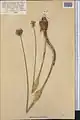 Allium oschaninii • پیاز مشهدی