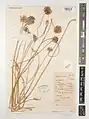 Allium myrianthum • پیاز پرگل