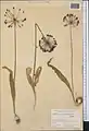 Allium sarawschanicum • پیاز زرافشانی
