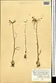 Allium stamineum • پیاز دشتی